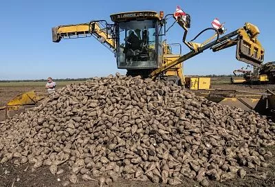 На Кубани растет доля отечественных семян сахарной свеклы