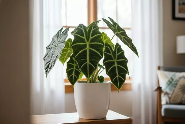 Как вырастить здоровую алоказию: секреты ухода за тропической красавицей