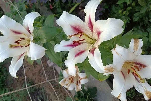 Узнала о простом способе вырастить роскошные лилейники с семян. Начинаю в феврале!