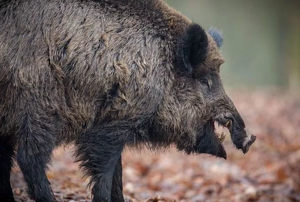 В минприроды Кубани опровергли информацию о массовой гибели кабанов 
