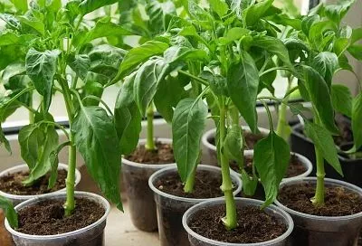 Чем накормить рассаду за неделю до высадки, чтобы не болела и дала рекордный урожай