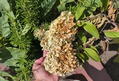 Раз, два, три и готово: что надо сделать с метельчатой гортензией перед зимой 