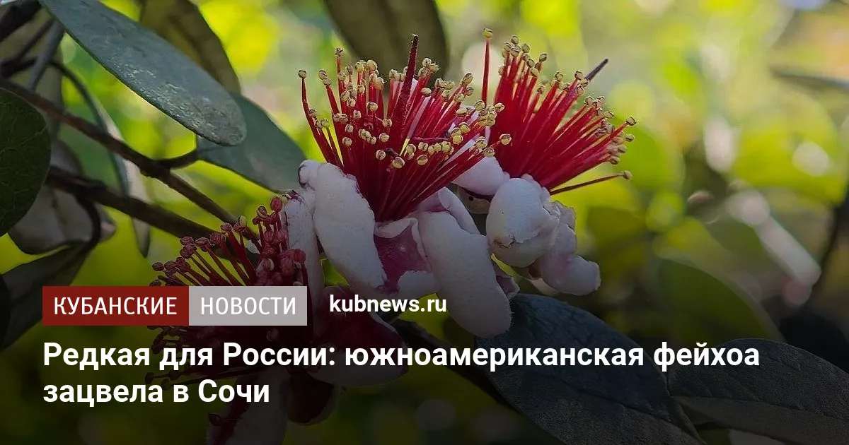 Редкая для России: южноамериканская фейхоа зацвела в Сочи