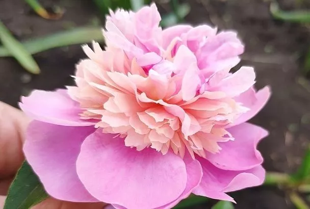 Уход за пионами весной: сделайте всего 3 этих шага – и пышное цветение гарантировано