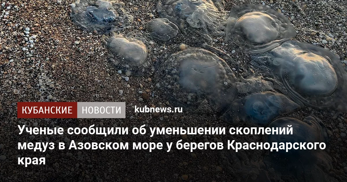 Ученые сообщили об уменьшении скоплений медуз в Азовском море у берегов Краснодарского края