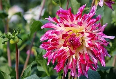 Укрываем хризантемы по схеме «сухая зимовка»: надежная защита от мороза и выпревания