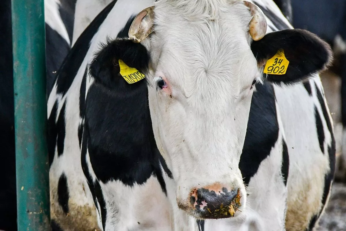 ФГУП "Кореновское"