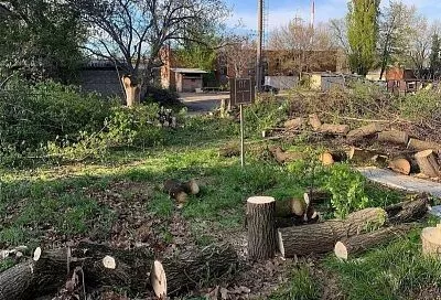 Уголовное дело возбудили из-за незаконной вырубки деревьев в районе Тополиной аллеи в Краснодаре