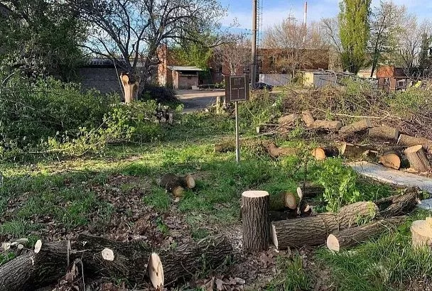 Уголовное дело возбудили из-за незаконной вырубки деревьев в районе Тополиной аллеи в Краснодаре