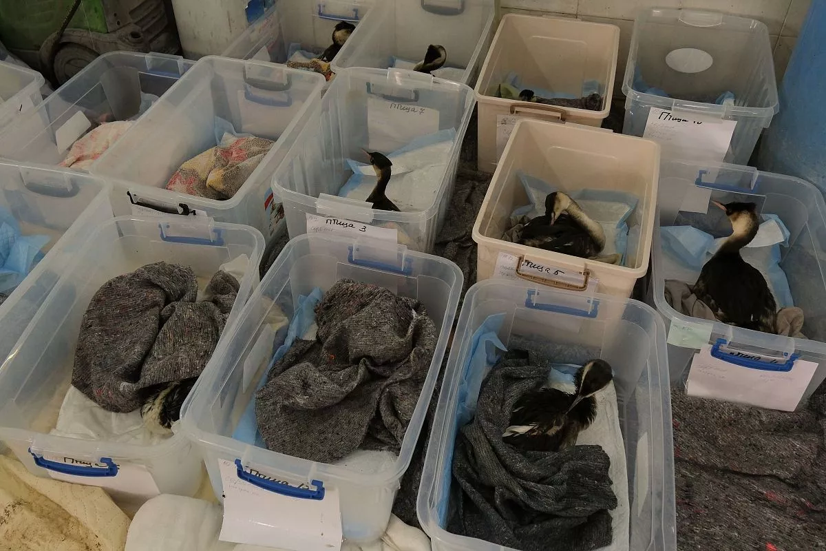 На коробках с птицами, которых после оказания первой помощи отправляют в здание через дорогу, на мойку, порядковые номера. На коробках с птицами, которых после оказания первой помощи отправляют в здание через дорогу, на мойку, порядковые номера.