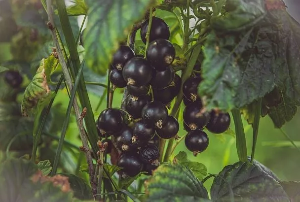 Почва прогрета до +5 – вносим азот: от 1 схемы кусты смородины «не жируют» и ягод завязывают вдвое