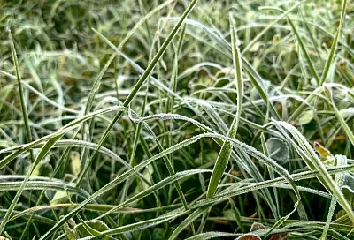 Морозные ночи ожидаются в Краснодарском крае до конца недели