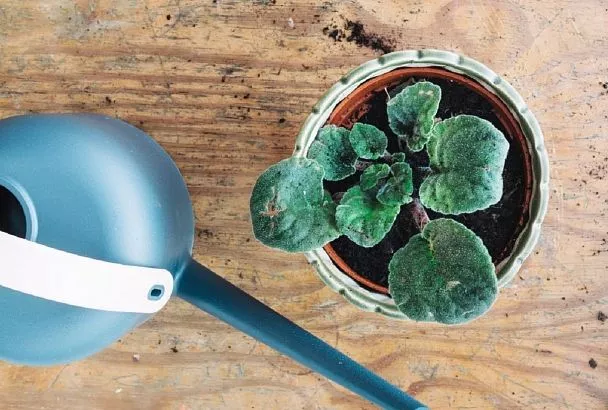 Цвести будет как ненормальная - пересадка фиалки: пошаговая инструкция 