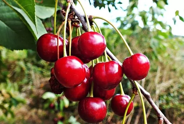 Осенние хлопоты: как запланировать большой урожай вишни и черешни в преддверие холодной зимы: на заметку дачникам