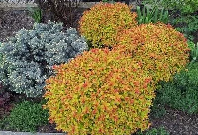 Спирея японская: посадка и уход за кустарником