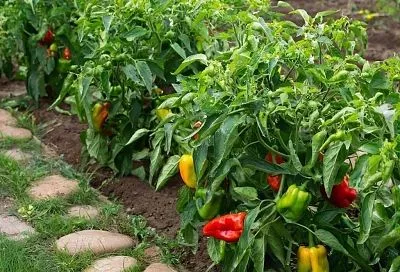 Завязи перца опадают в жару? 4 шага к спасению урожая