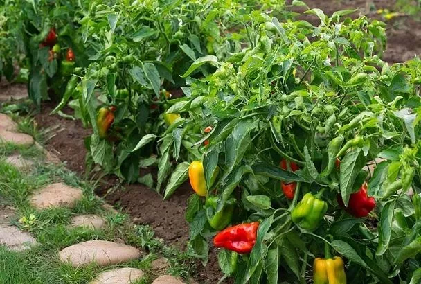 Завязи перца опадают в жару? 4 шага к спасению урожая