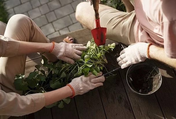 Лунный календарь садовода с 26 апреля по 2 мая: что можно и нельзя делать на участке в эти дни