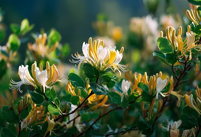 Жимолость: как ухаживать весной, чтобы получить крупные сладкие ягоды