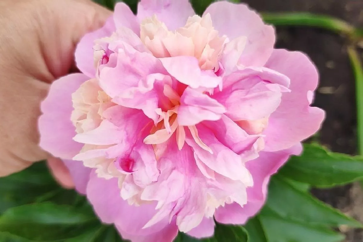 Такие разные и такие прекрасные: Ито-гибрид, травянистый и древовидный пионы – какой лучше