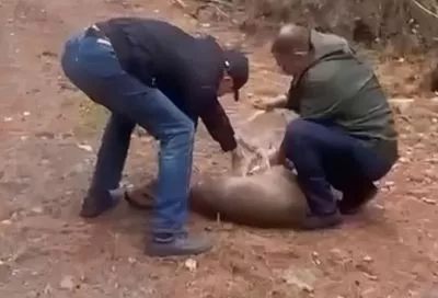  Косуля забежала в торговый центр Сочи: инспекторы вернули животное в лес