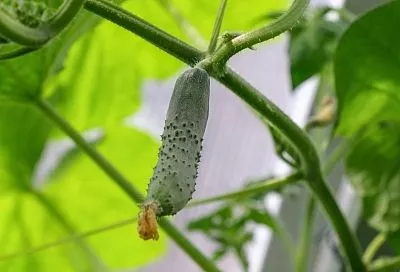 Азоту вход воспрещен: как сохранить плодоношение огурцов даже в летний зной