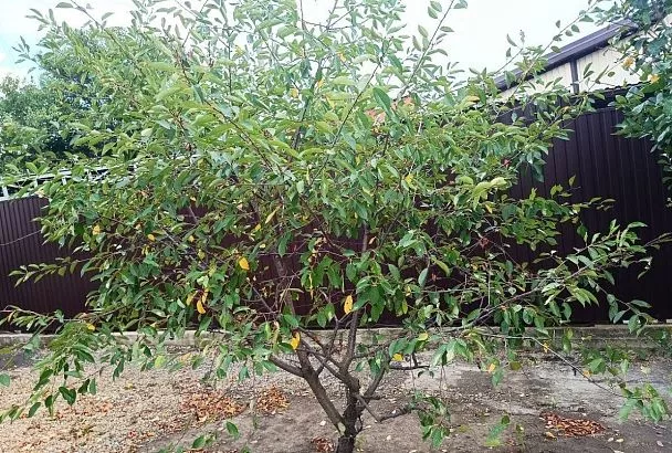 Торопиться не стоит: почему саженцы косточковых лучше не пересаживать осенью