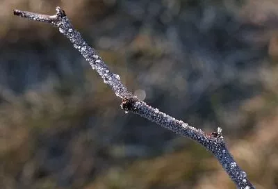 В южных регионах России прогнозируют первые заморозки