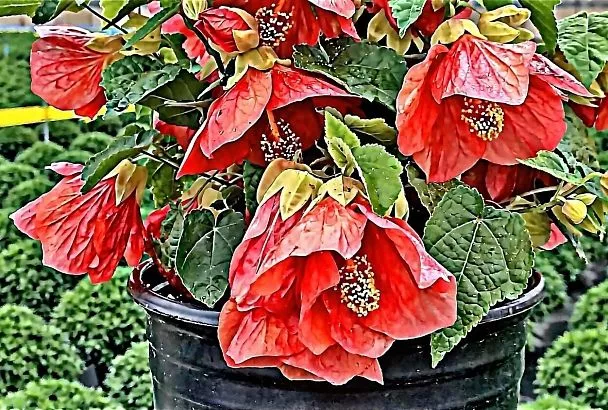 Абутилон: двенадцать цветов на одной ветке. Это растение преображает любое помещение в настоящий уголок природы