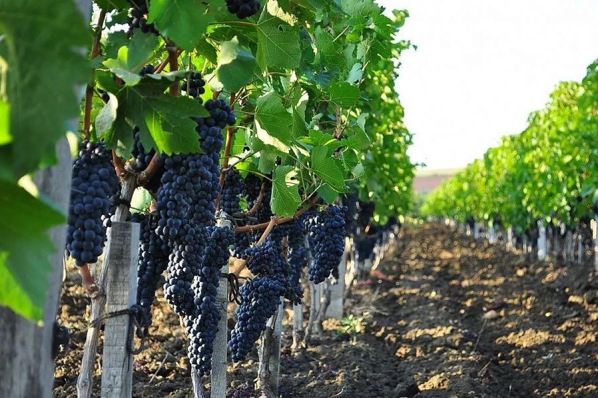 В Краснодарском крае высадят 1,7 тыс. га молодых виноградников