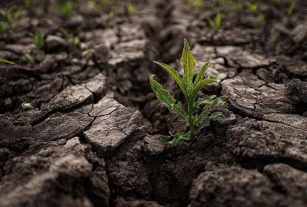 Когда компост уже не работает: забытые помощники для уставшей почвы