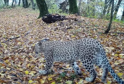Самка леопарда Хоста из Сочи осталась на зимовку в лесах Кабардино-Балкарии: ученые отследили ее путь