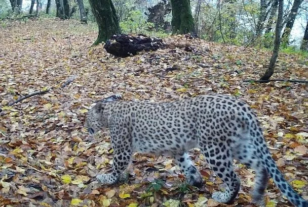 Самка леопарда Хоста из Сочи осталась на зимовку в лесах Кабардино-Балкарии: ученые отследили ее путь