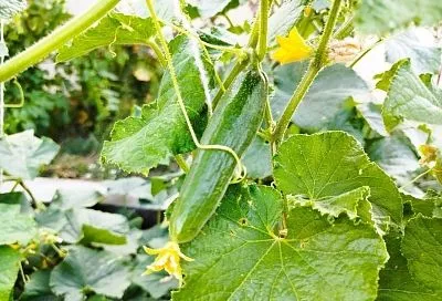 Сенная палочка в огороде: мощный биозащитник для растений