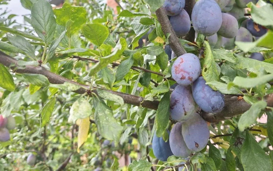 Не успев созреть: почему опадают сливы еще до спелости