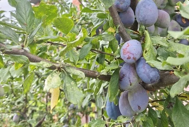 Не успев созреть: почему опадают сливы еще до спелости