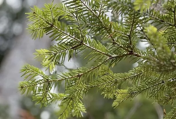 Экстракт кедра и хвойные настои против вредителей: природная защита сада