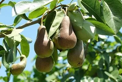 Груши, которые хранятся лучше всего: топ-5 сортов, которые советуют опытные садоводы 