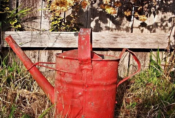 Главное, чтобы воды хватило: когда полезнее поливать огород и цветочные грядки - утром или после захода солнца