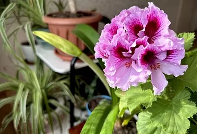 Аспирин для цветов: помощь из аптечки для комнатных растений