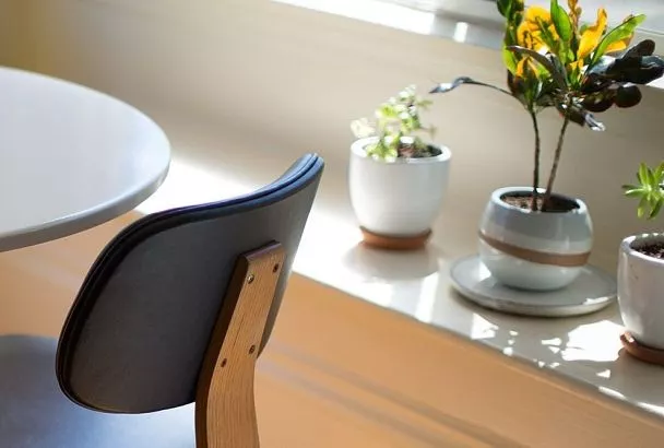 Как купить комнатные цветы? Пройдите этот тест — и узнаете, какие нужны именно вам