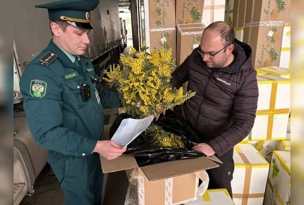 Более 300 тонн мимозы ввезли из Абхазии в Россию через Краснодарский край с начала февраля