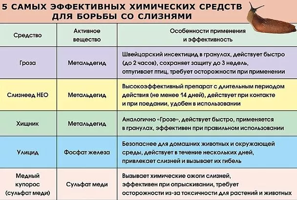 Люди против слизней: как победить одного из самых опасных вредителей садов и огородов