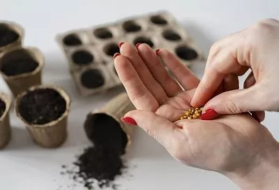 5 верных способов прогнать с семян бактерии посадкой: после такой обработки все взойдет и будет расти со страшной силой