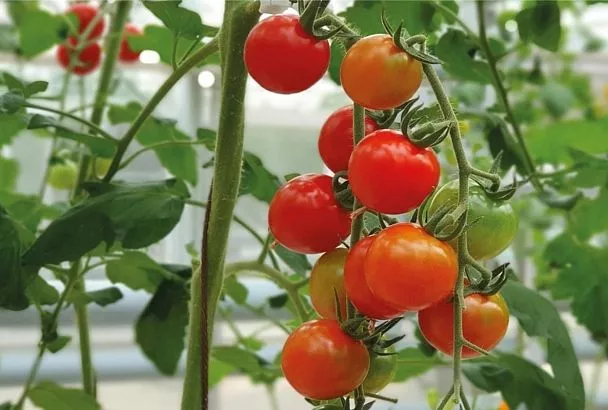 Свежие перспективы: как кубанский аграрный сектор развивает овощную отрасль