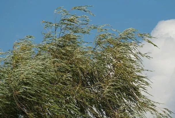 Сильный порывистый ветер будет терзать Краснодарский край до конца суток