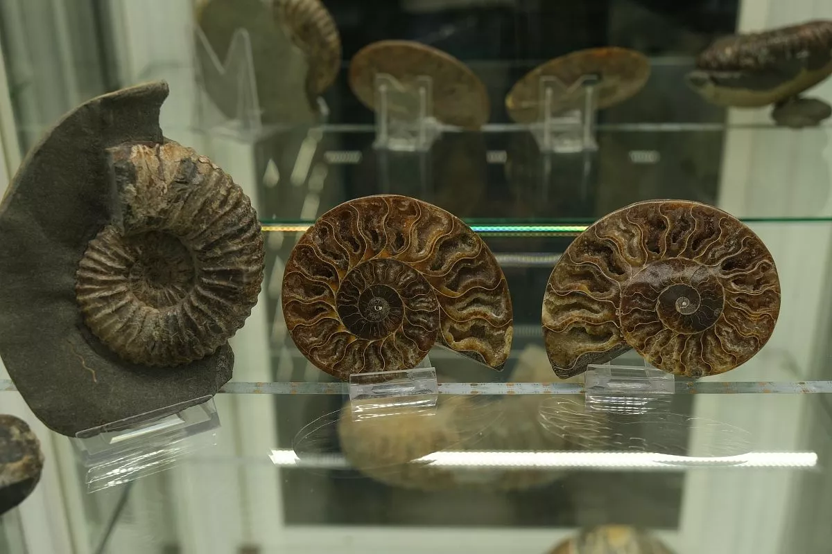 Сотни миллионов лет назад на территории Краснодарского края простирался древний океан Тетис, теперь здесь сих пор находят окаменелости с отпечатками обитателей морских глубин