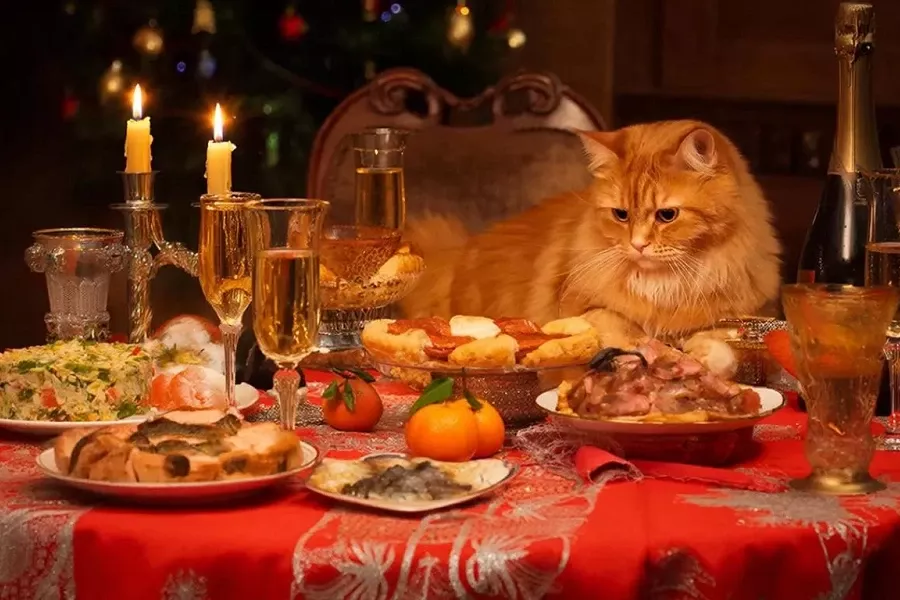 Чем угостить кошку на Новый год со стола: праздник без вреда для здоровья