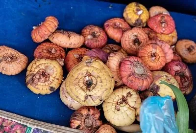 Надо ли проращивать гладиолусы перед посадкой и как это делать правильно