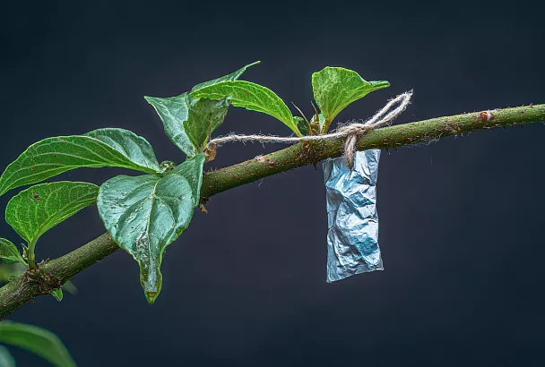 Зеркальная защита сада: зачем вешать фольгу и диски на ветки